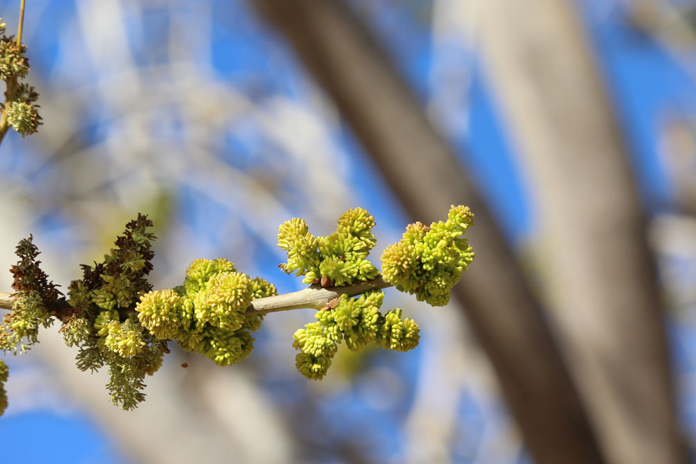 A Tree buds in the courtyard!