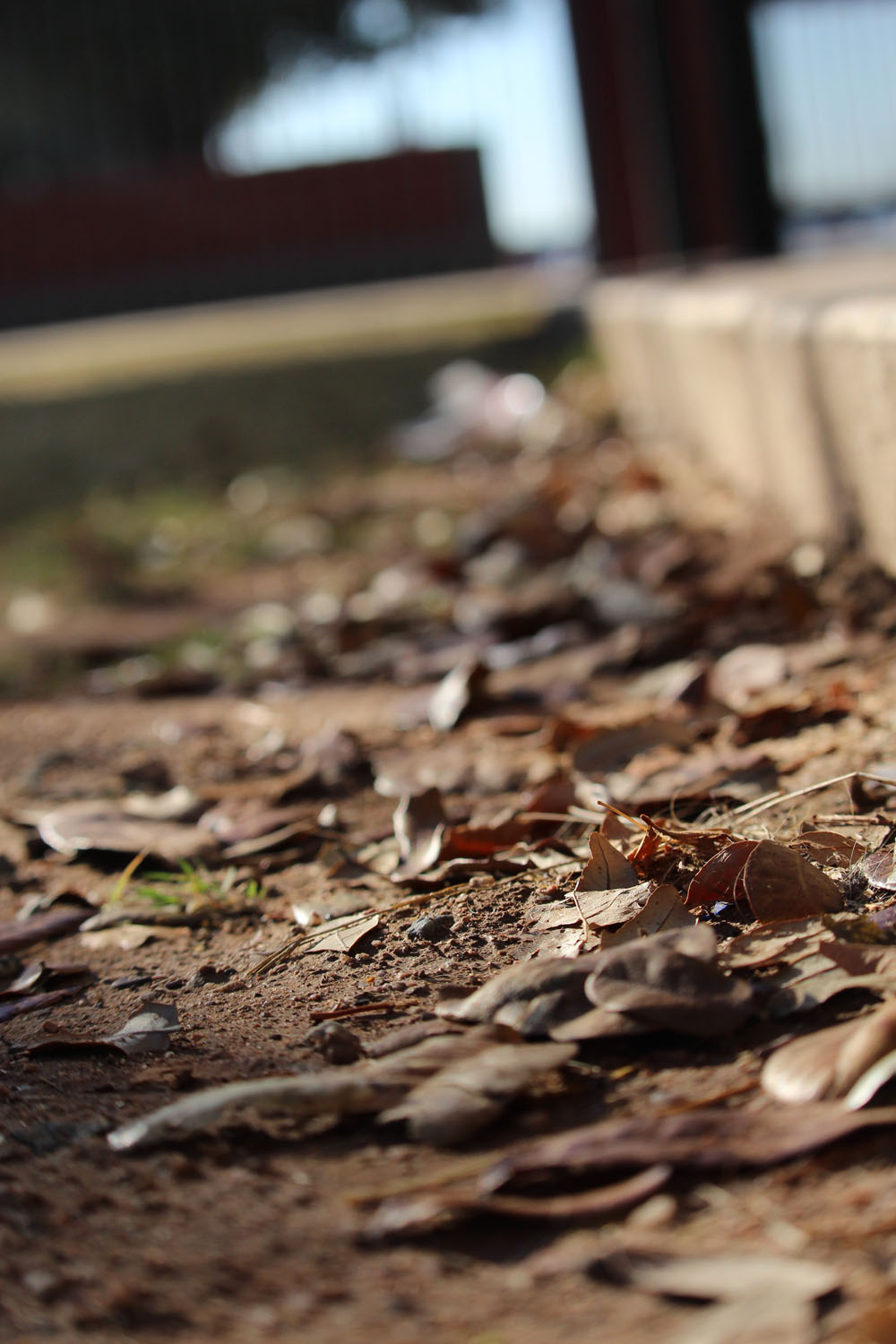 leaves in the gutter