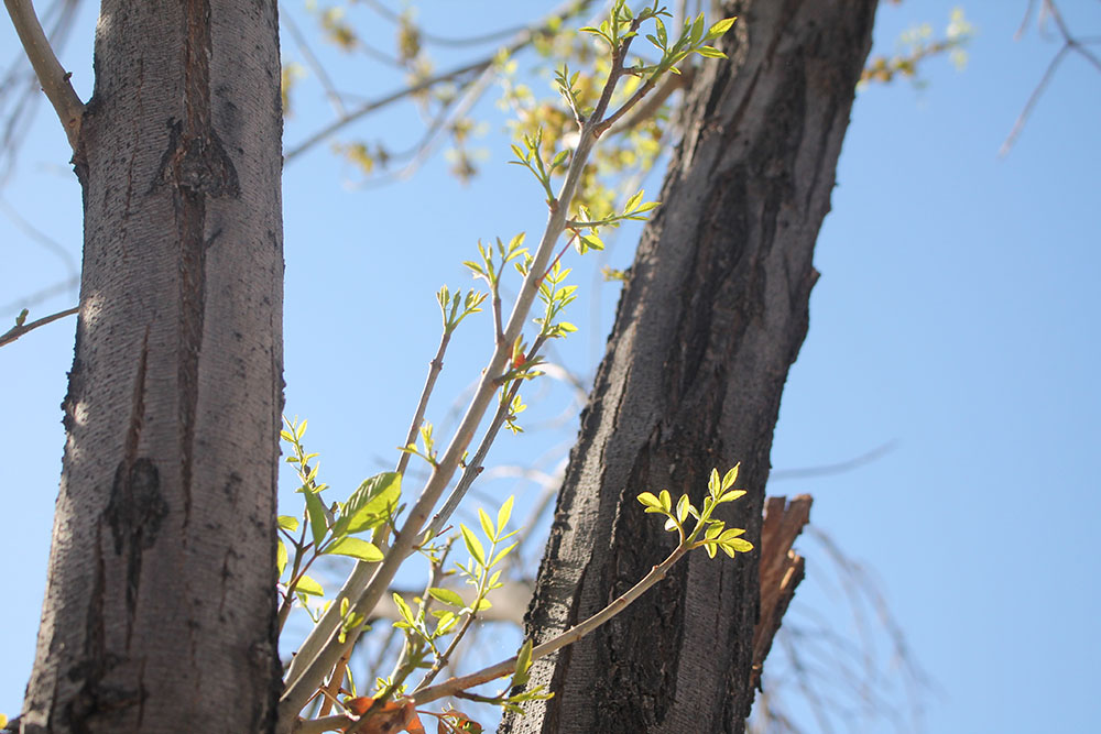 Tree Branch in the Courtyard