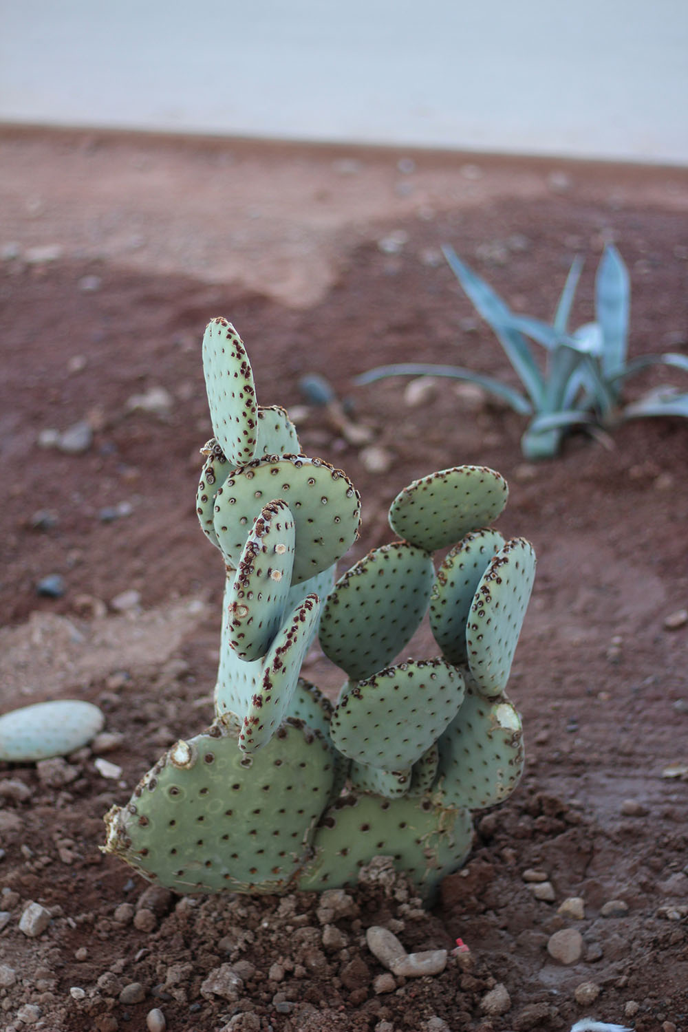 Cactus Plant at Tempe Town Lake