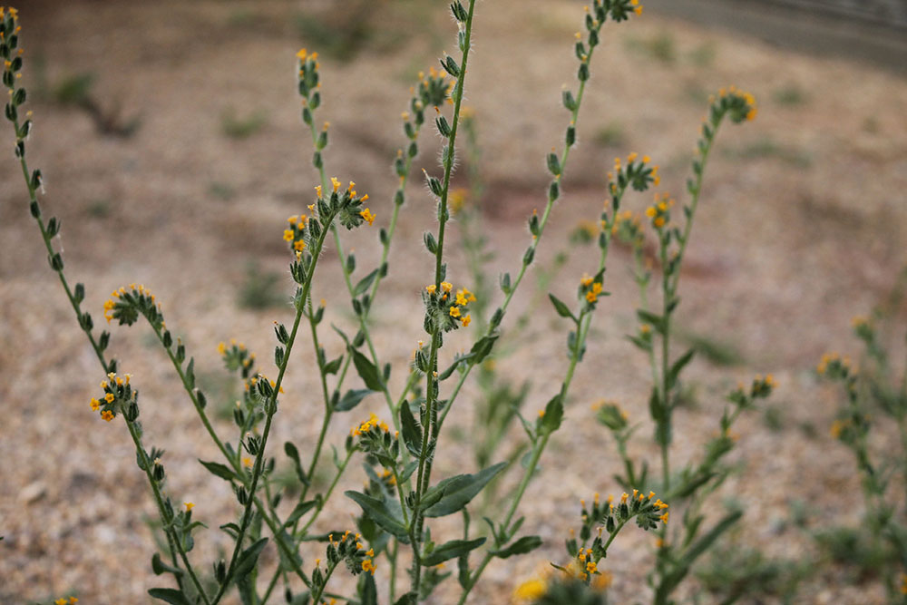 Flower at Desert Ridge High School