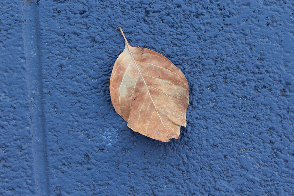 Leaf