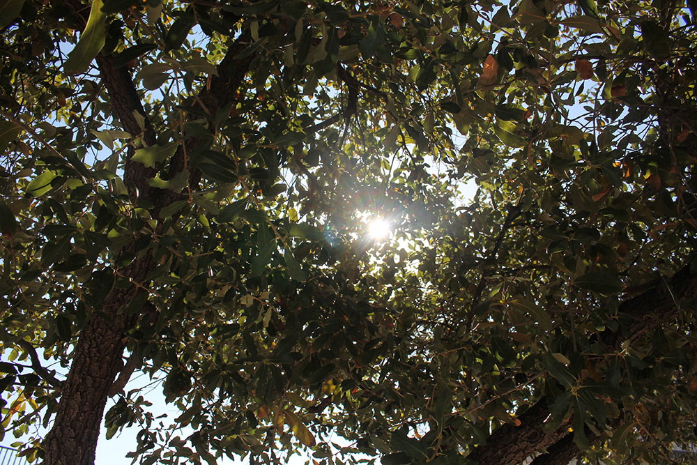 Tree Leafs in the Courtyard