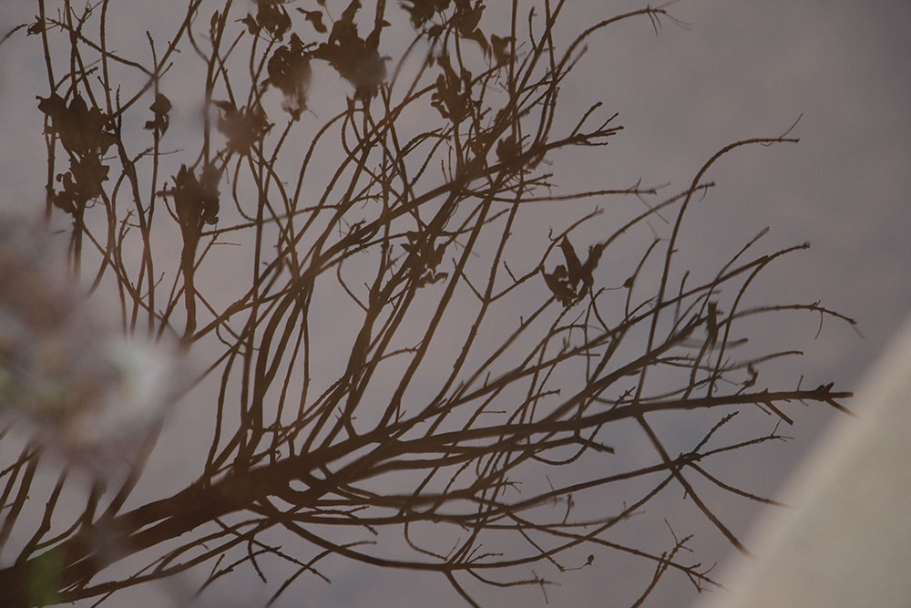 Tree Reflection in a Water Puddle