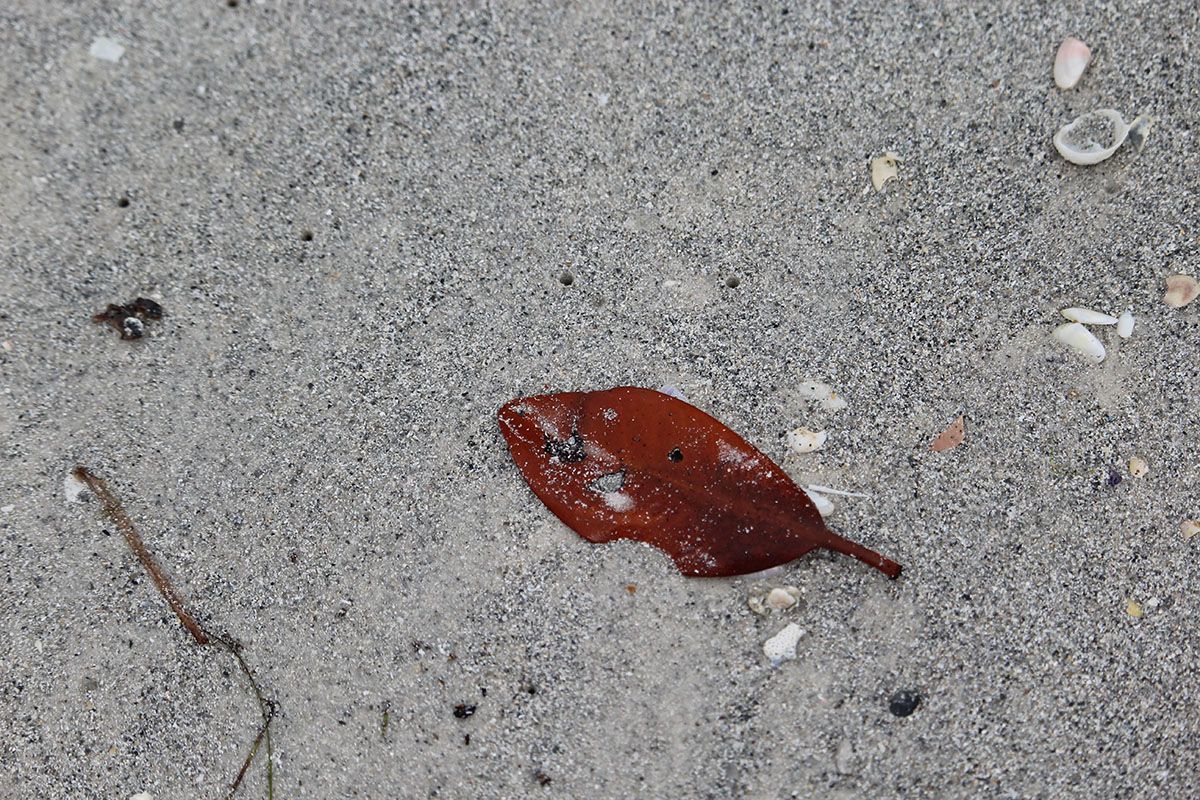 Ava Anderson- Dead Leaf