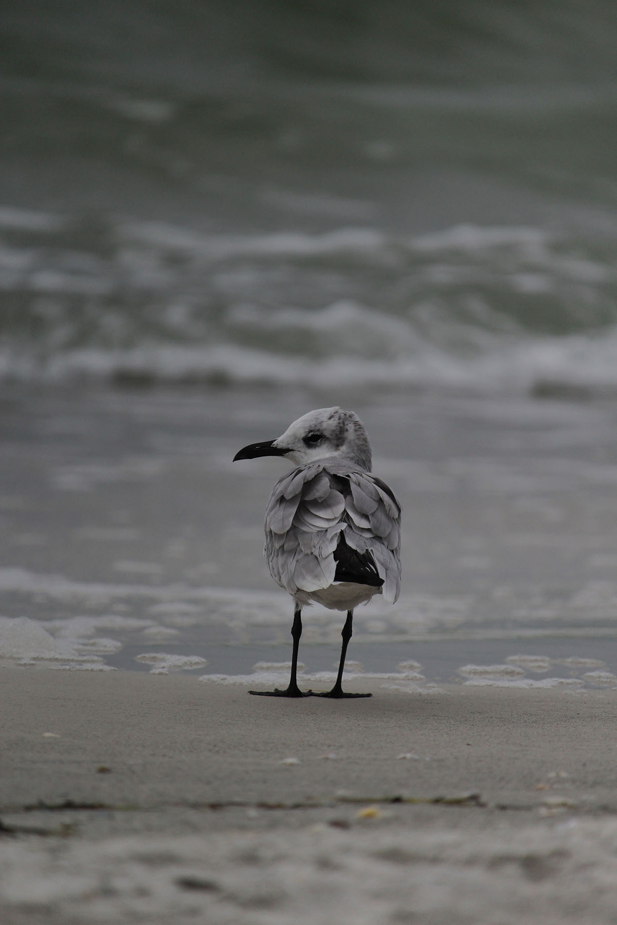 Ava Anderson- Seagull