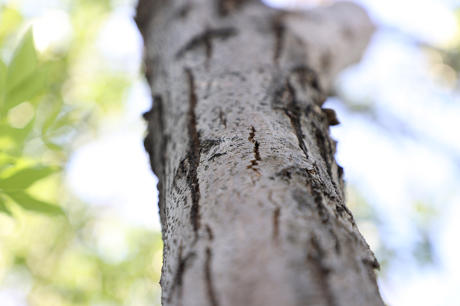Lucas- close-up-bark