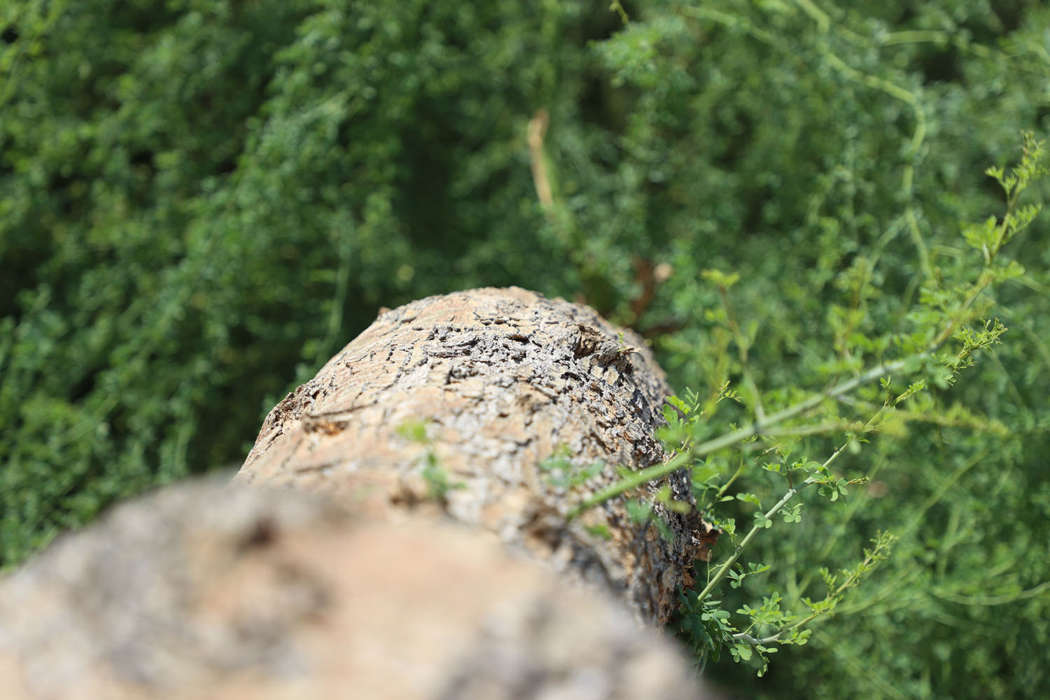 Lucas Tree Bark