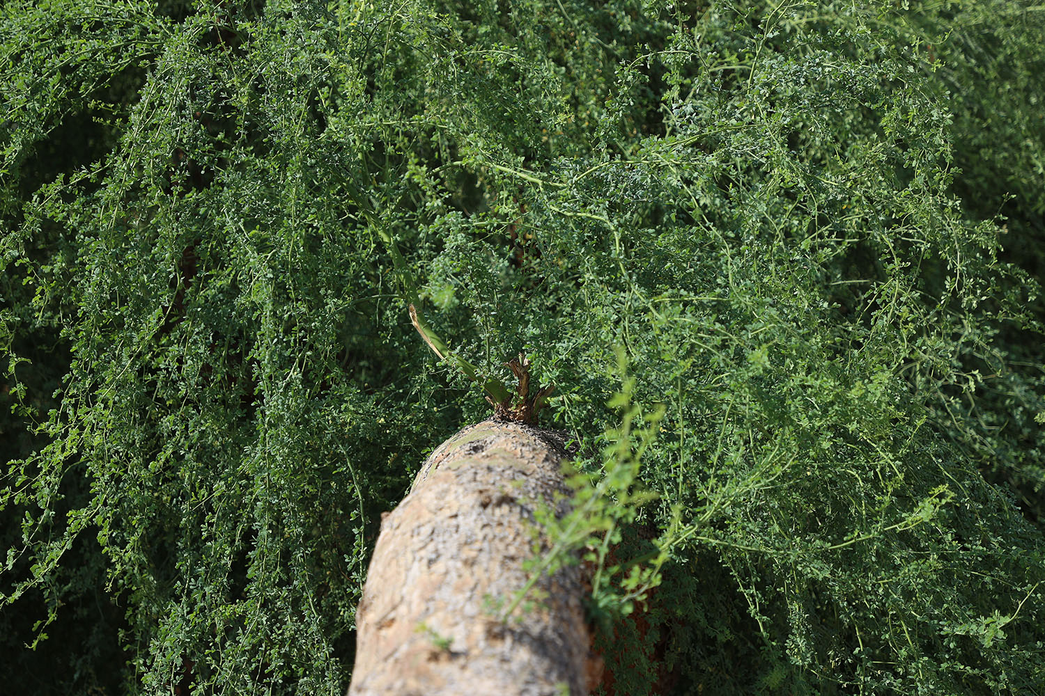 Lucas Tree