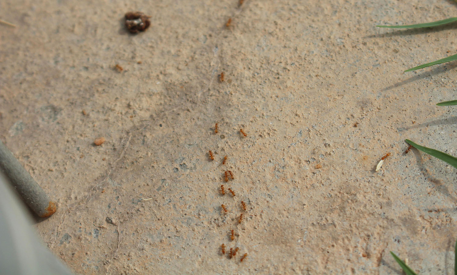 Alexis Sebastian- Ants
