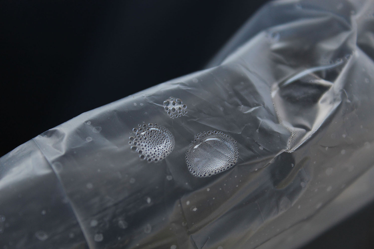 Alexis Sebastian- Plastic Bag