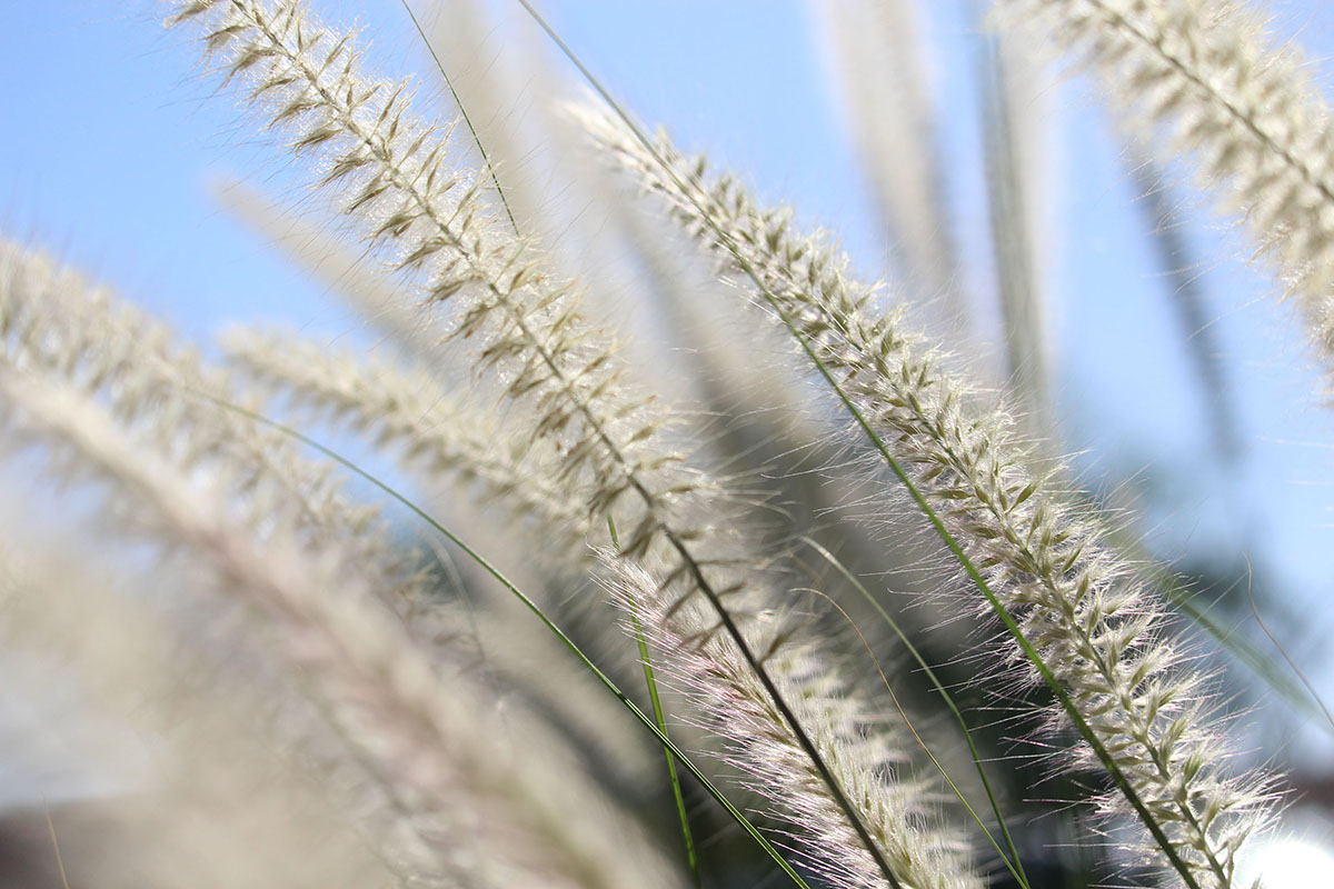 Alexis Sebastian- Nature Photography