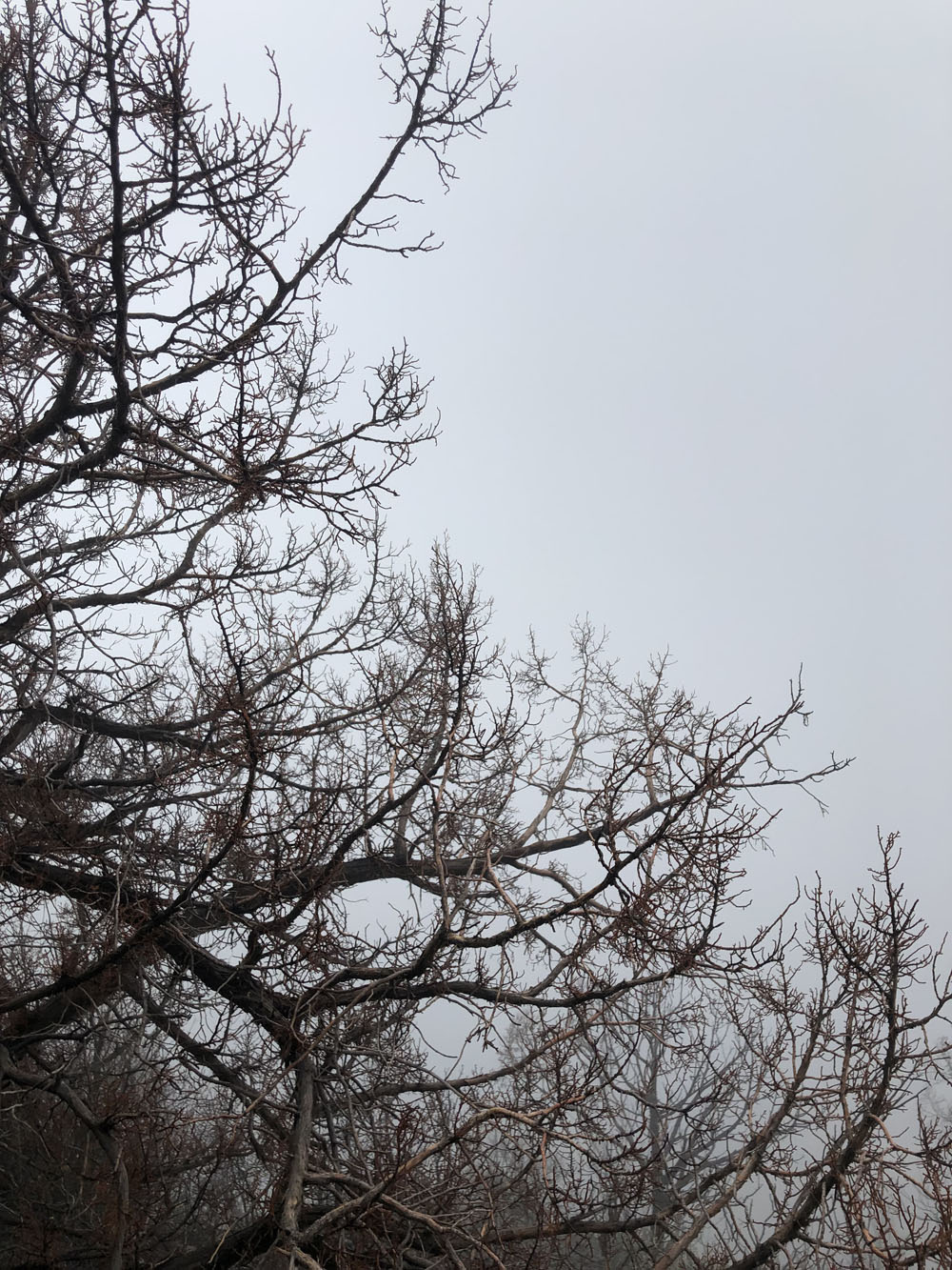 dead tree with fog