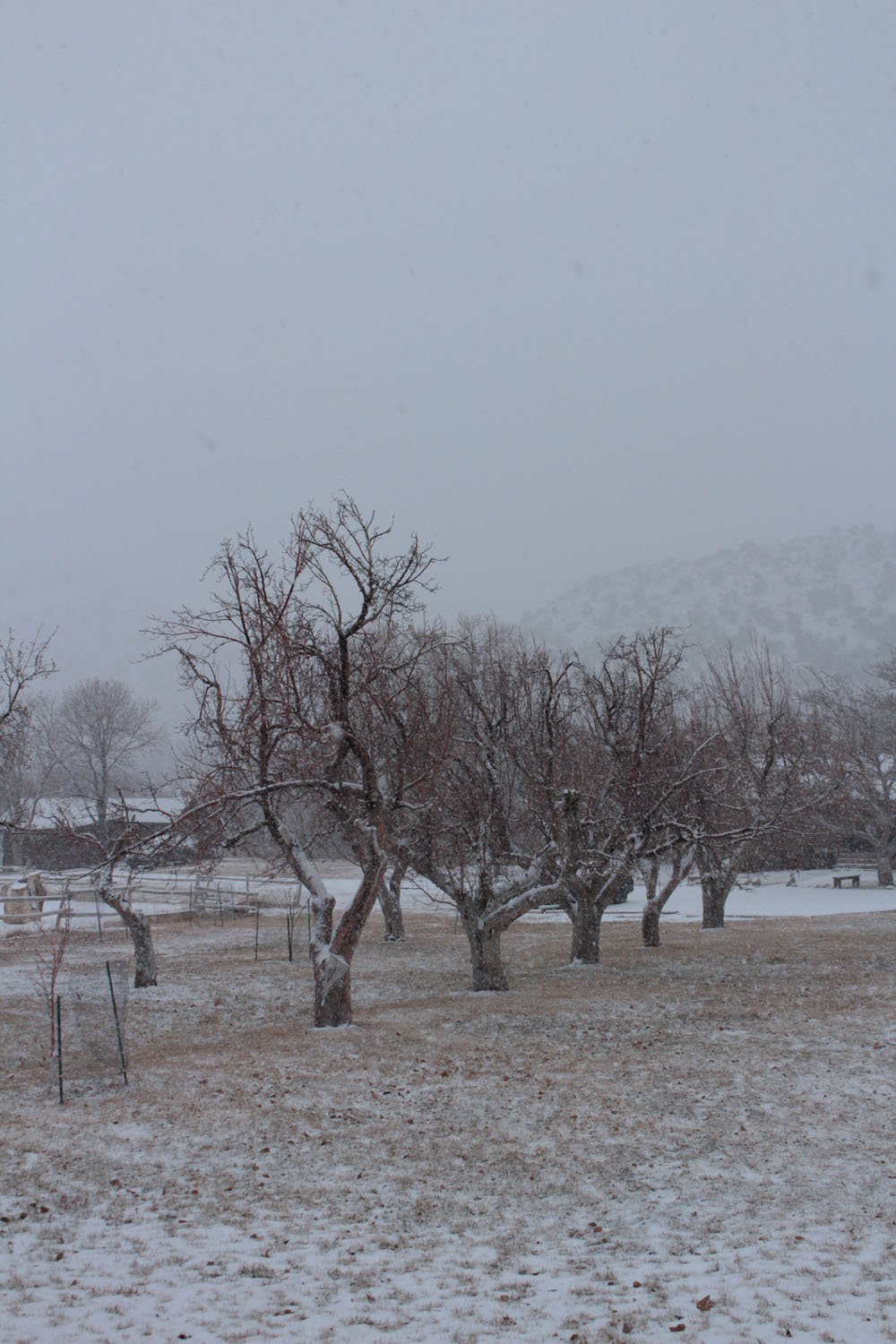 Snow covered apple orchard.