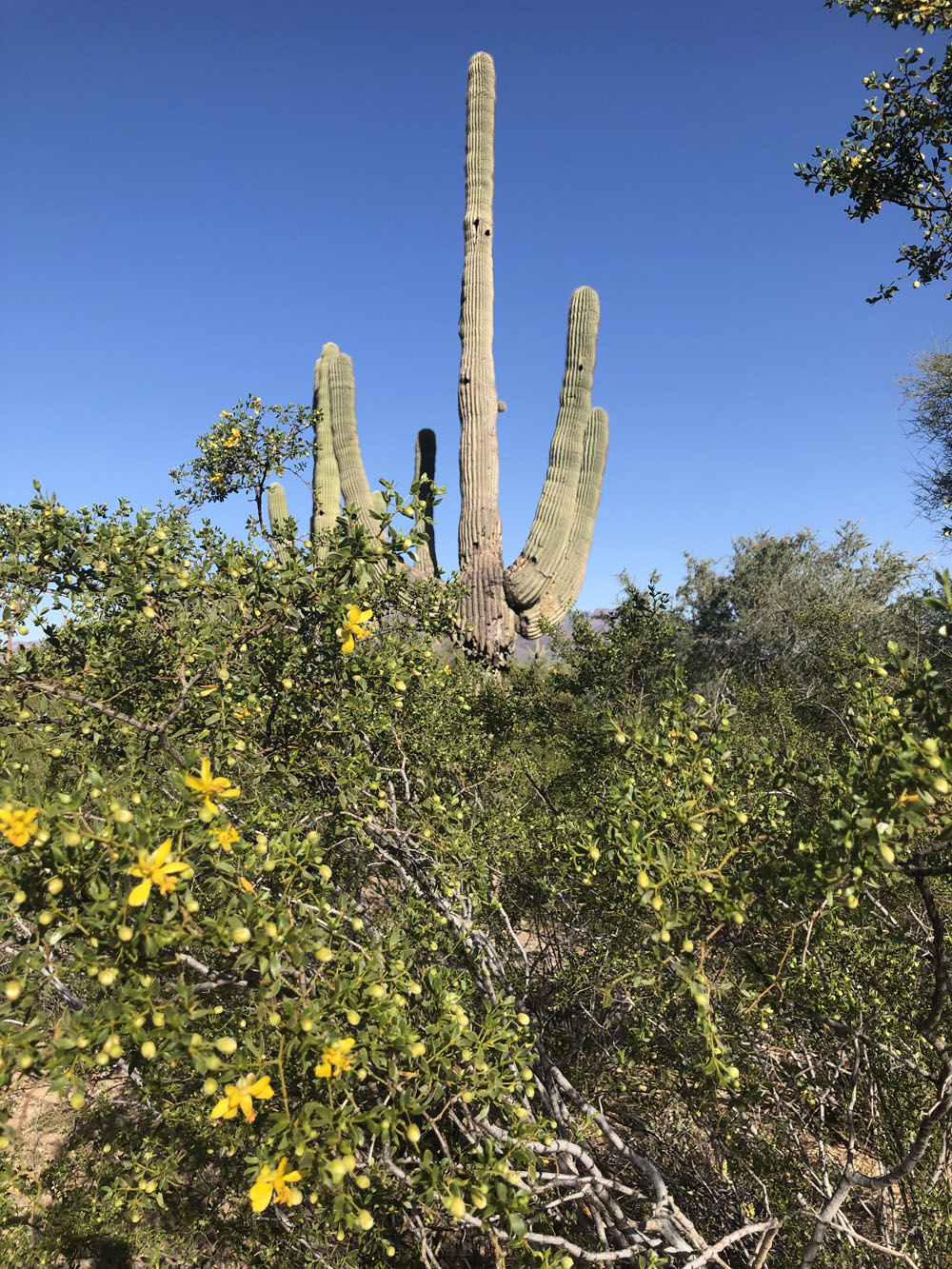 A blooming bush as the forground and a catus as the background.