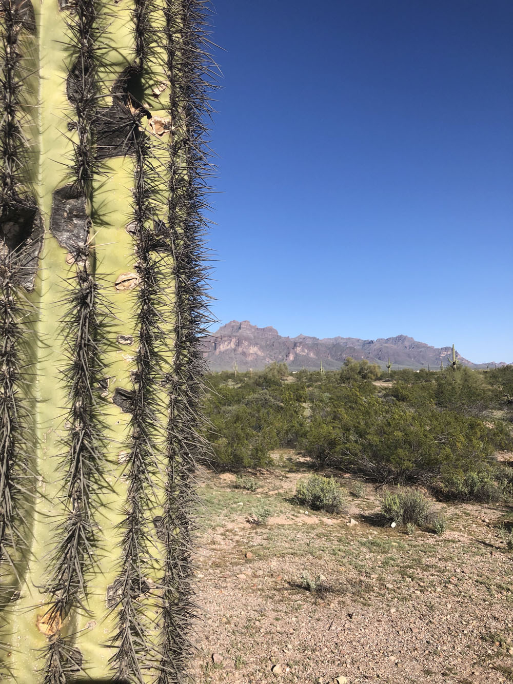 Dying cactus as the foreground and the mountain as the background.