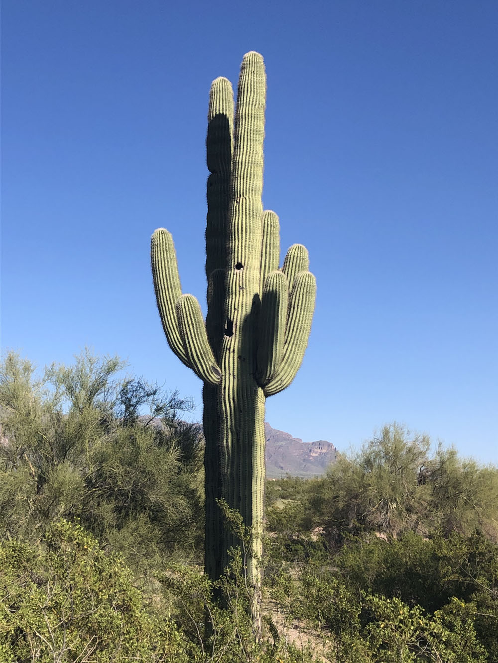 A tall and old cactus.