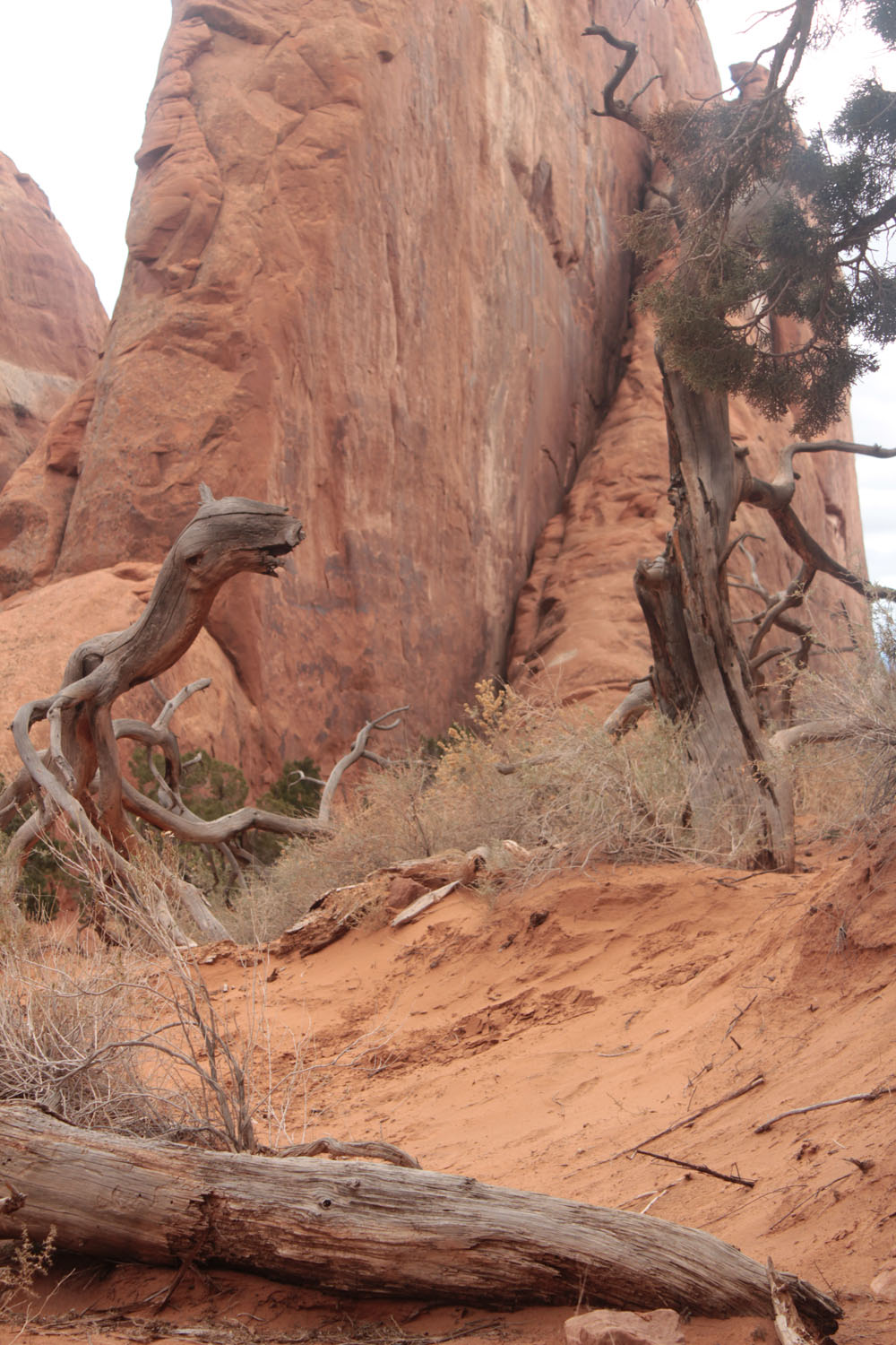 Dead tress with red rock surornding them.