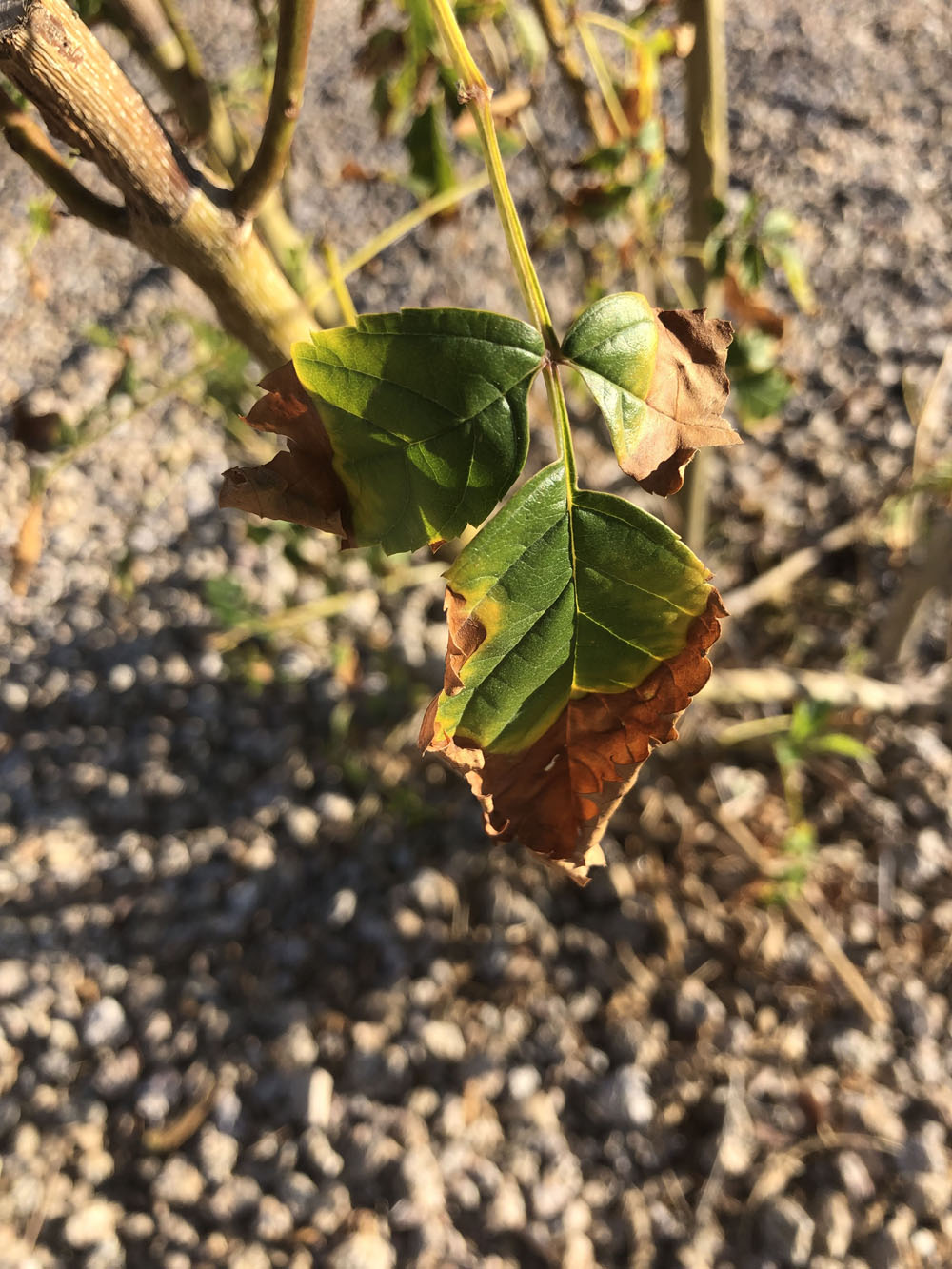 A leaf slowly dying.