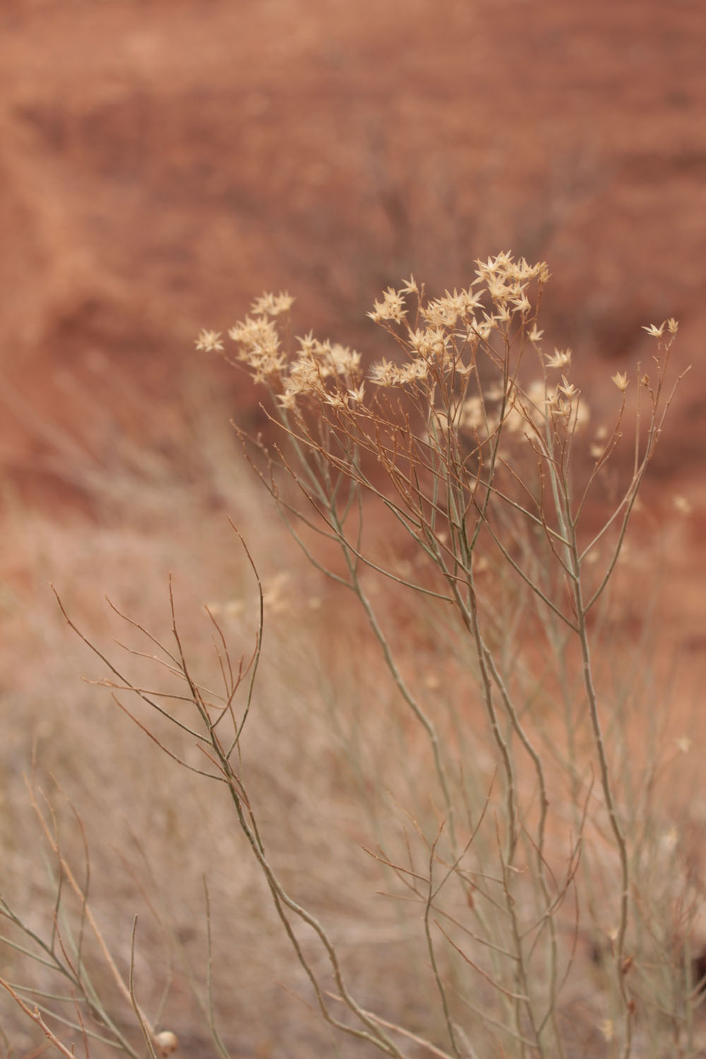 Wild flowers that look like they are dead but are not.