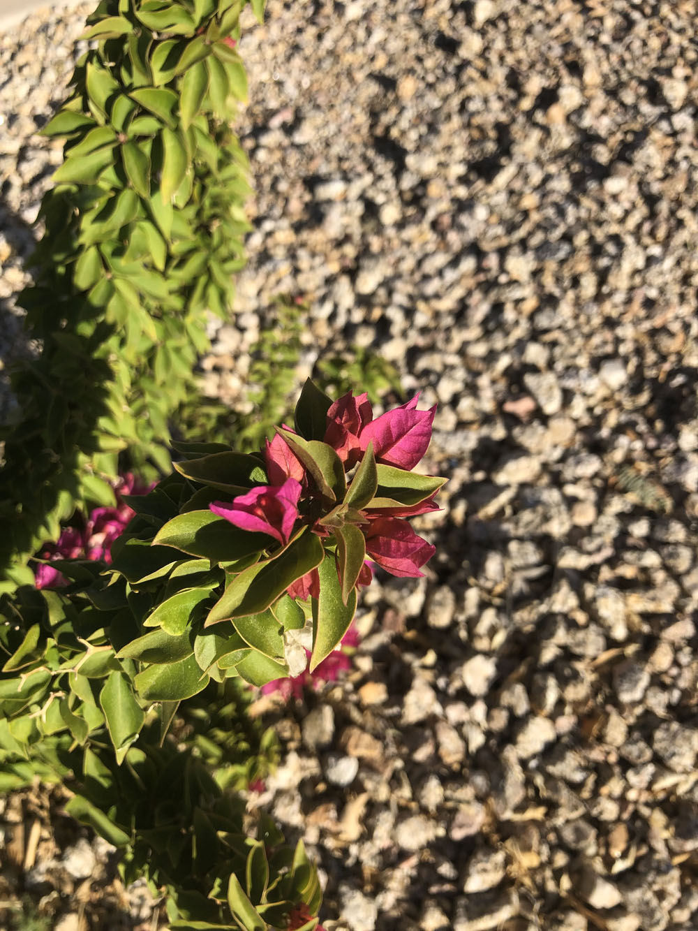 Pink flowers in the sun light.