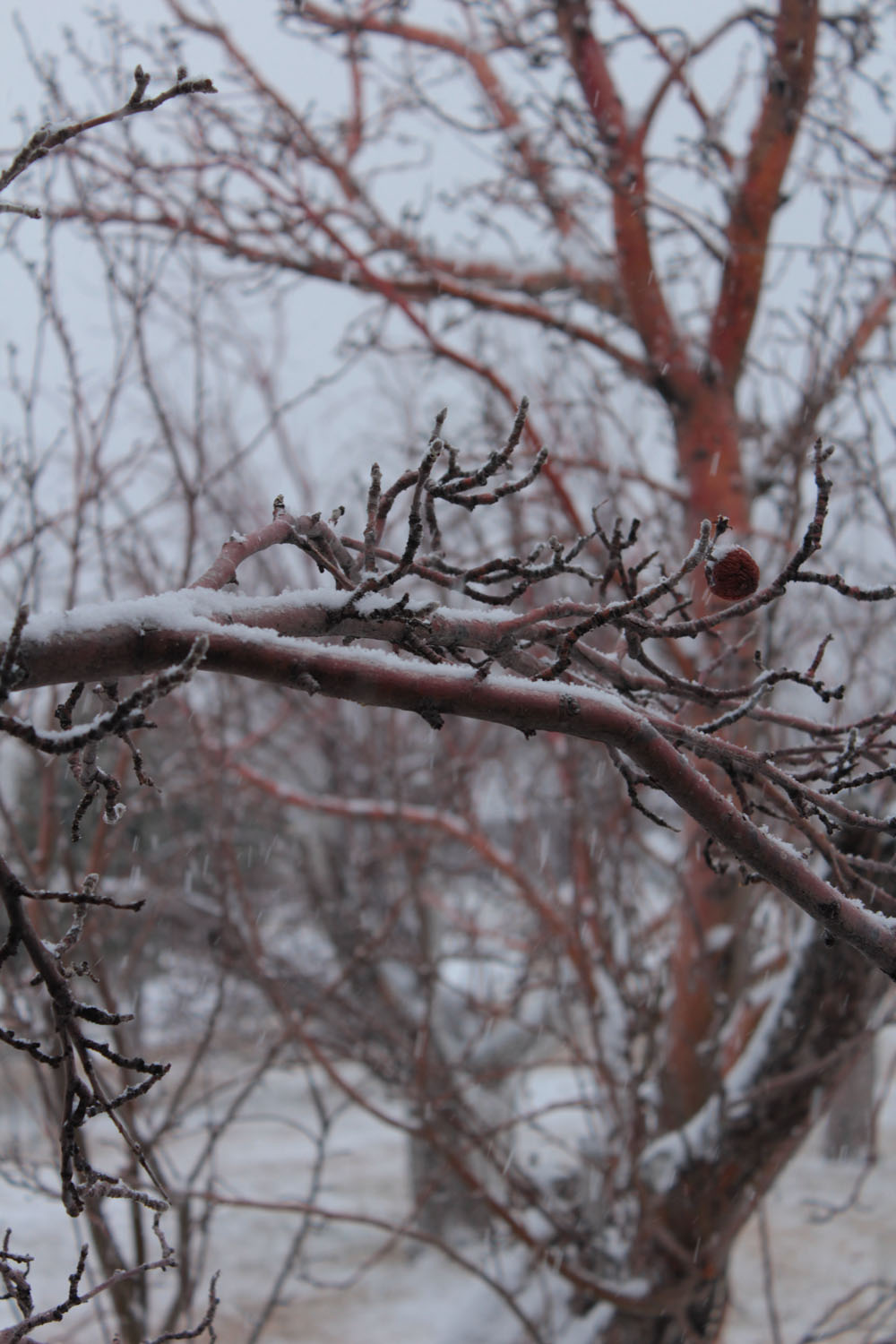 A red tree branch with snow covering it.