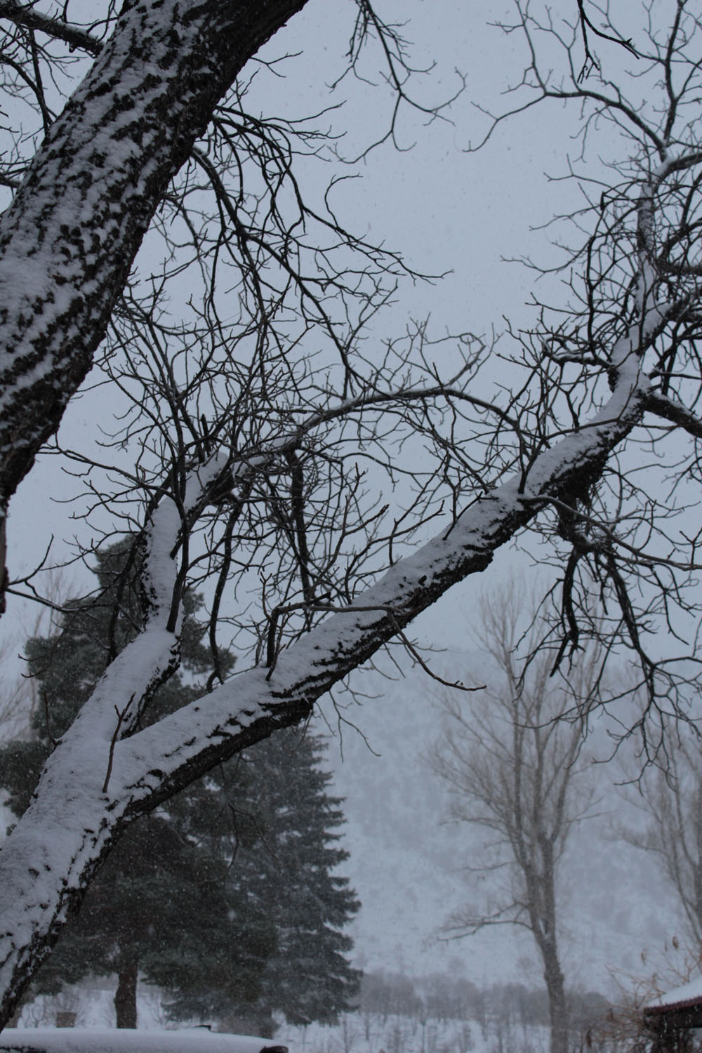 A snow covered branch outsifde of my cabin.