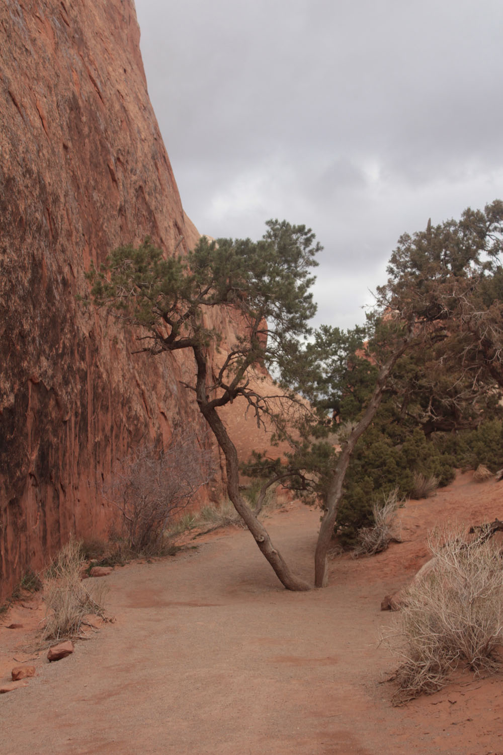 A split tree in the middle of the walkway.