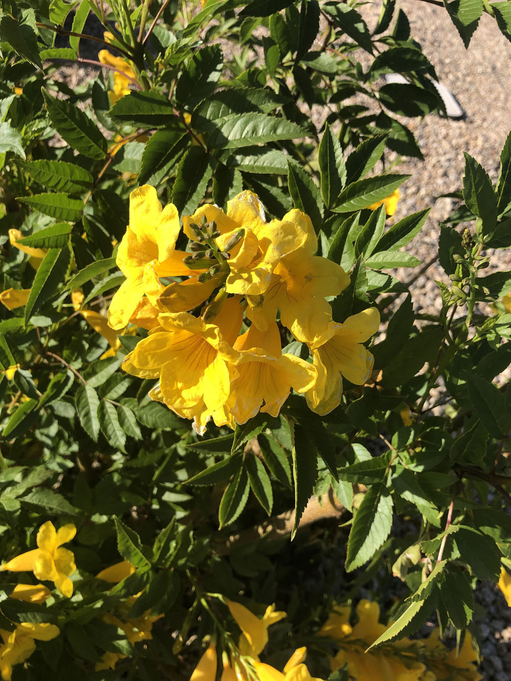 Yellow flowers blossming.