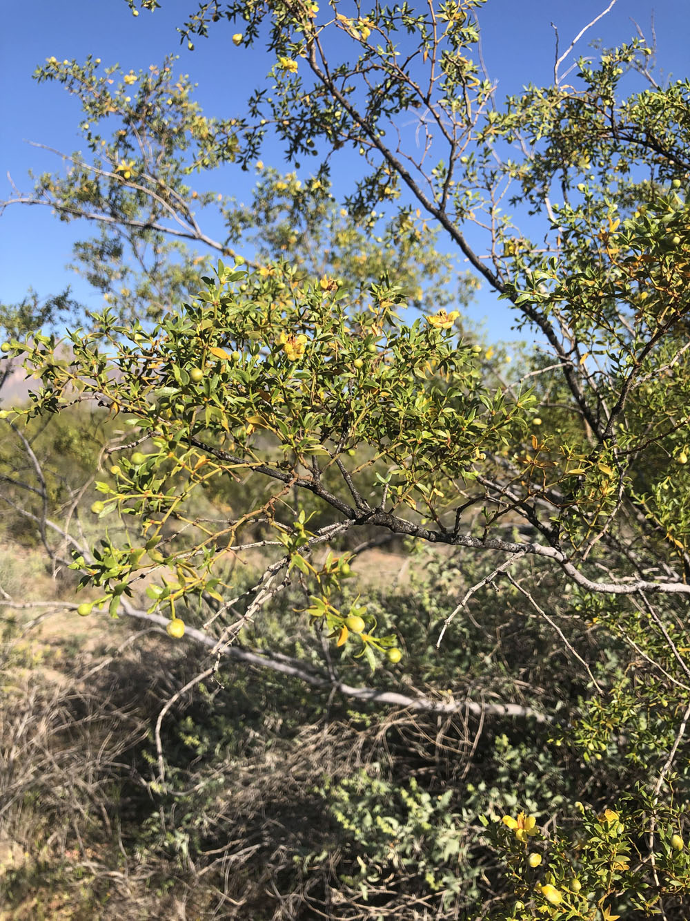 A bush with yellow flowers gowing on it.