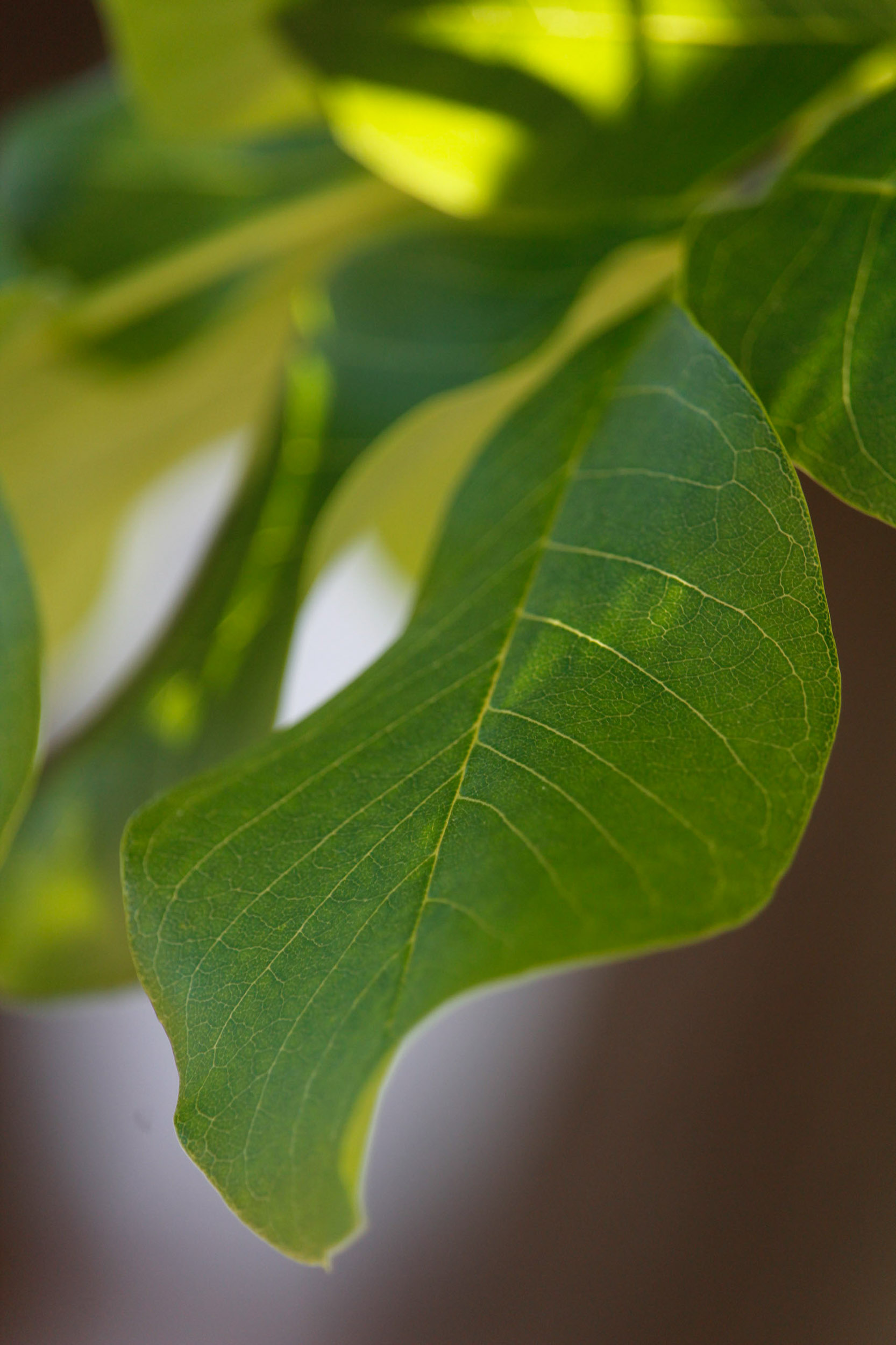 Digital Photo close up- Abby's Leaf