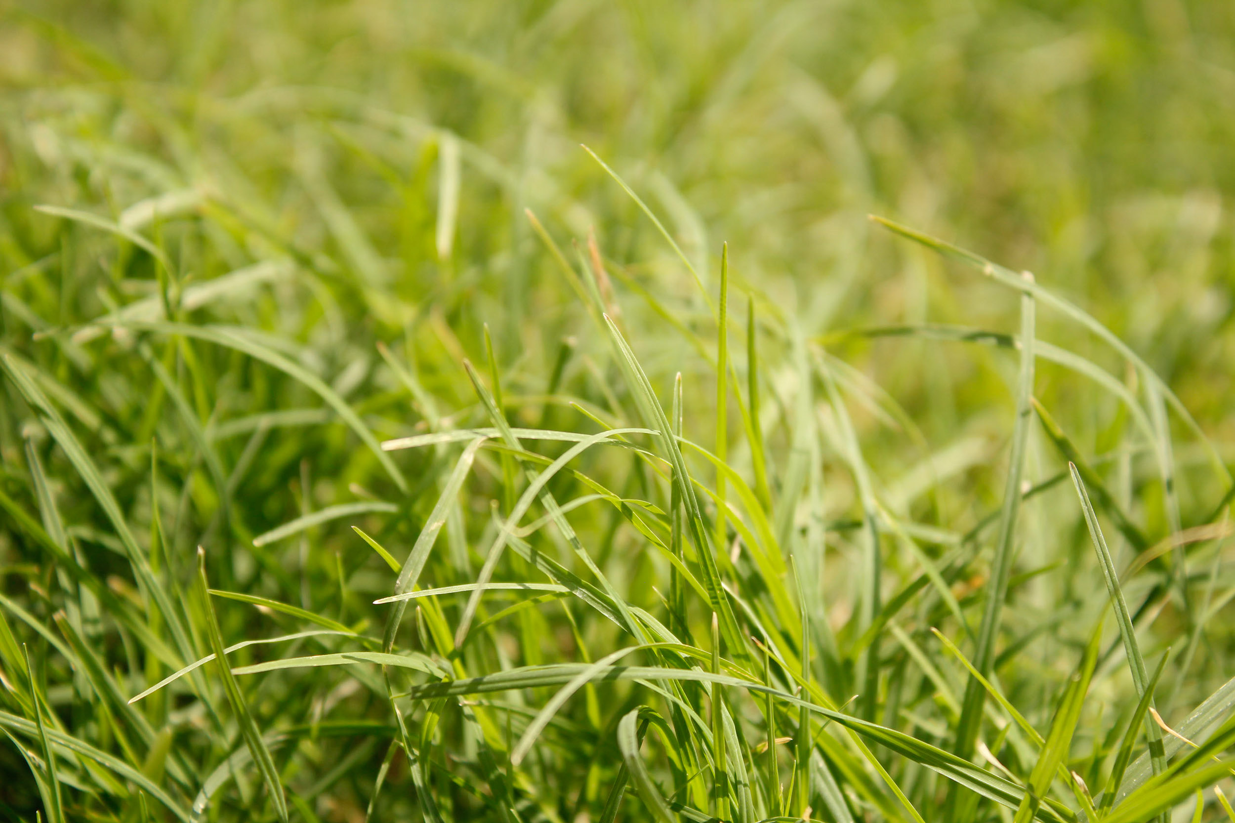 Digital Photo close up- Grass