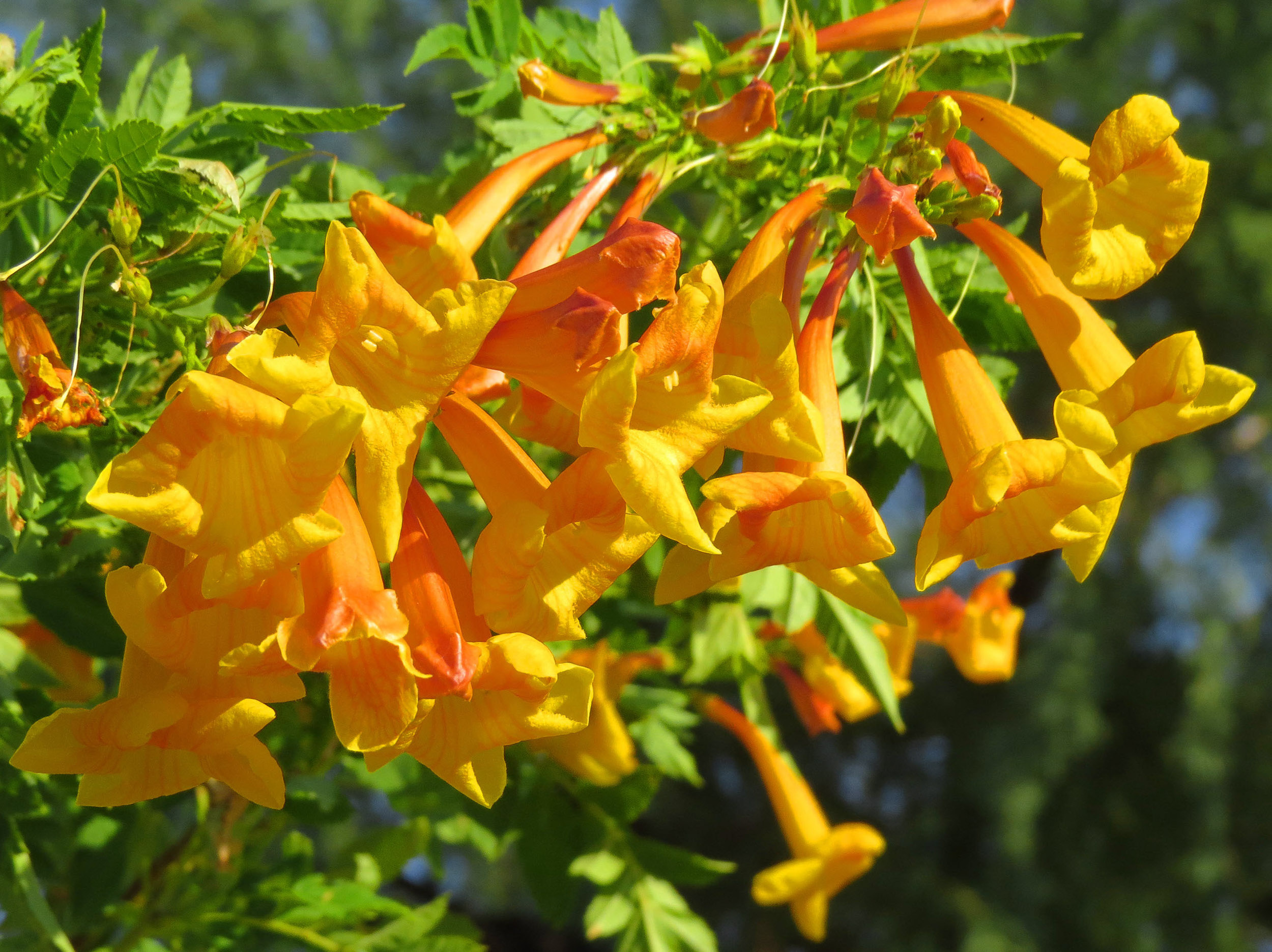 Digital Photo close up- Ava's Flowers