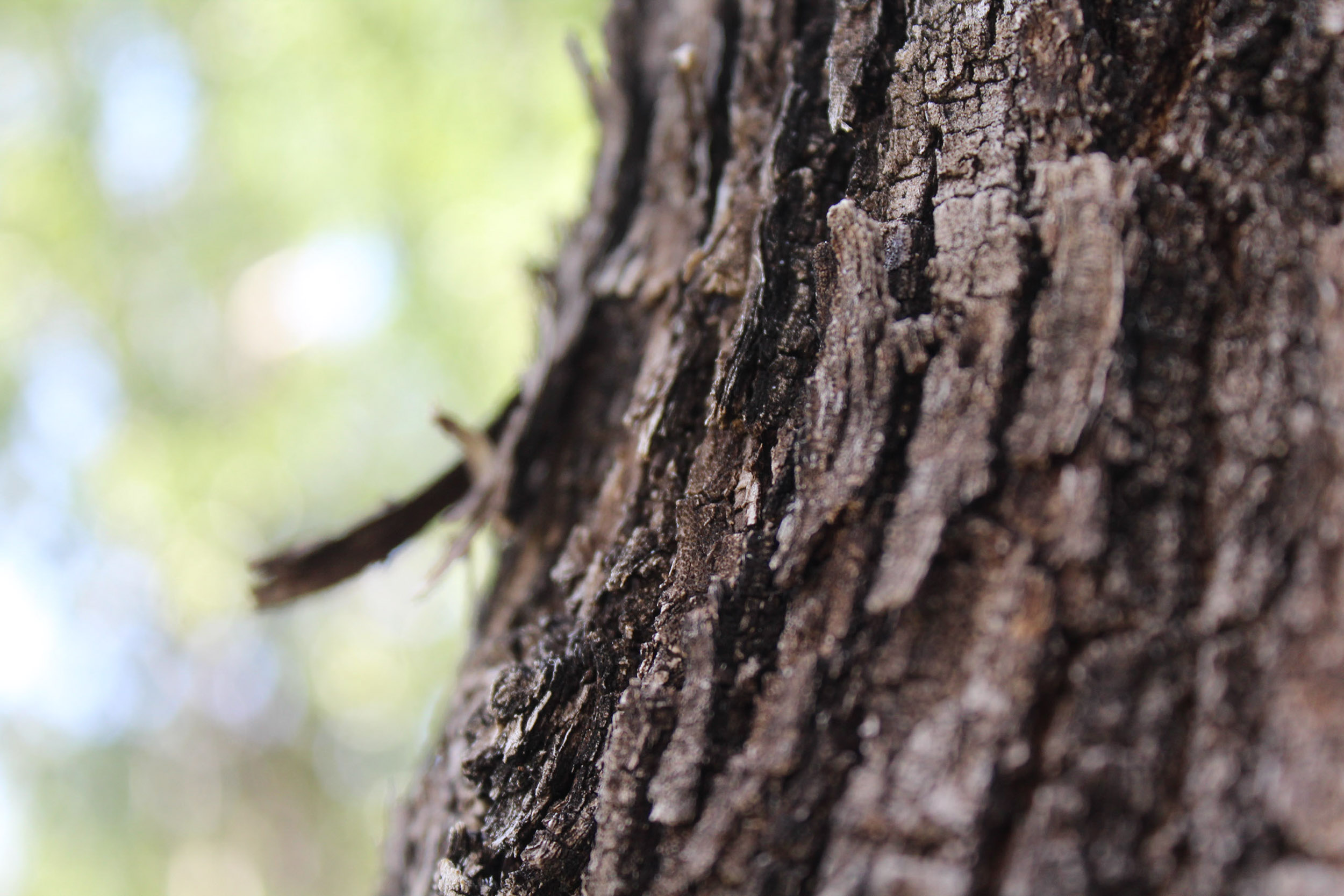 Digital Photo close up- Treven Lucas Tree