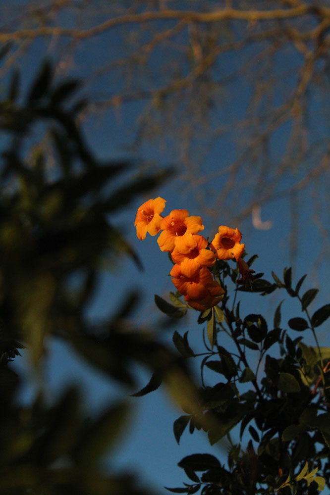 orangeflower