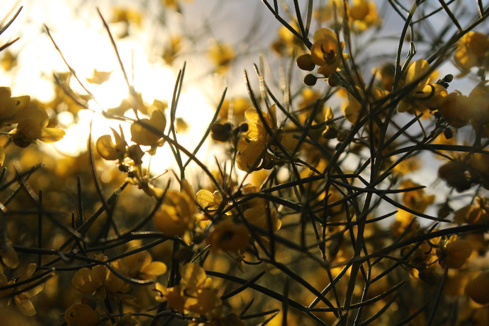 yellowflowers