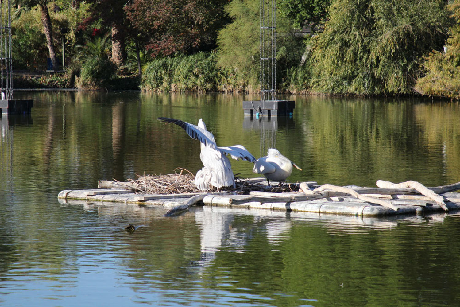 birds-lake