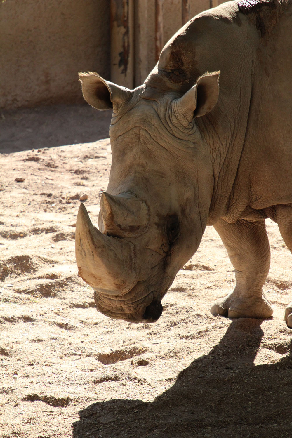 rhino-walking