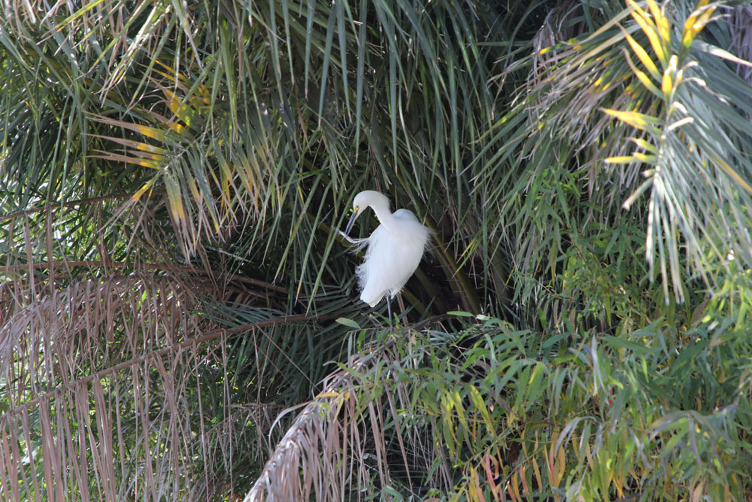 white-bird